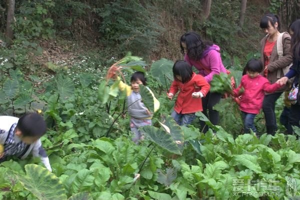 幼儿园集体活动:烧烤、拔萝卜、爬山_四川汽车