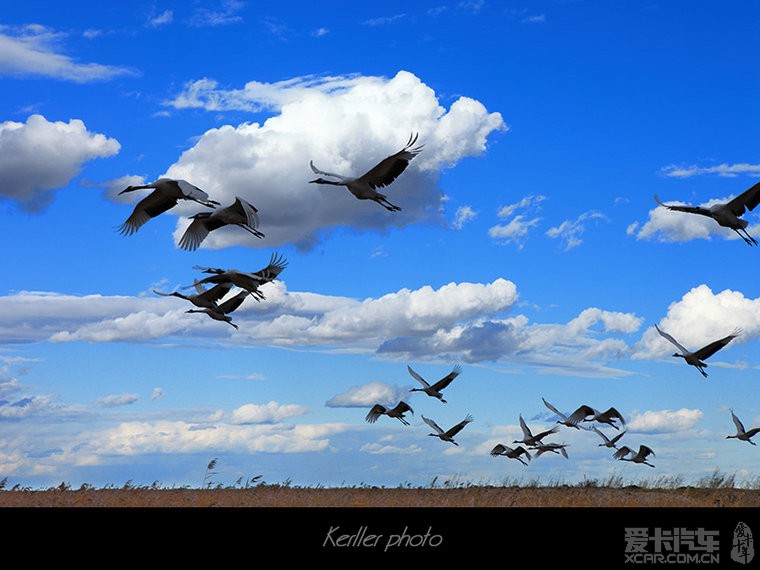丹顶鹤的故乡--黑龙江扎龙湿地保护区
