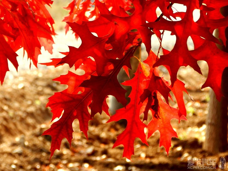 迟到的作业-《秋日里的三十堡红枫林看红叶》