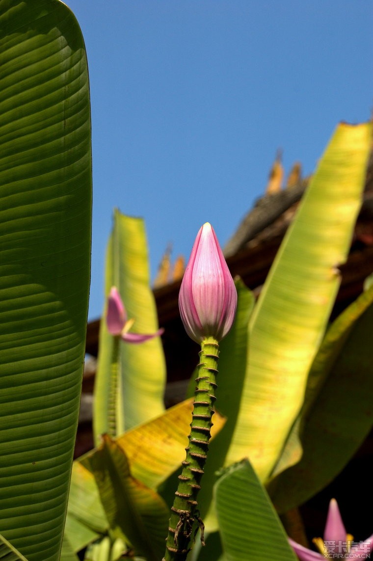 第一次看见的芭蕉花