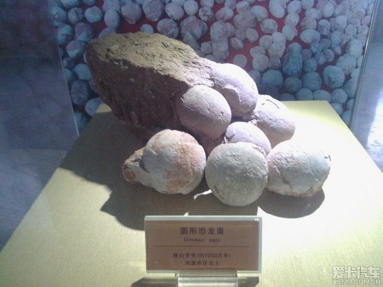 [2013春节]河源恐龙博物馆游记