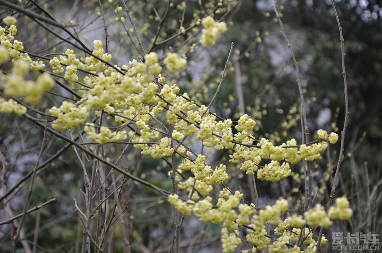 山胡椒