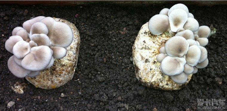 春天来,DIY自种蘑菇~ - 深圳跳蚤市场 - 深圳论坛
