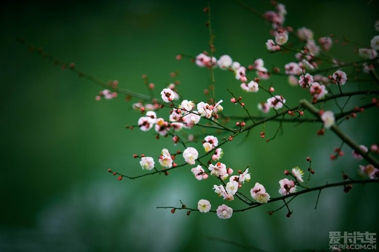 三亚婚纱摄影_薰依草精致婚纱摄影(3)