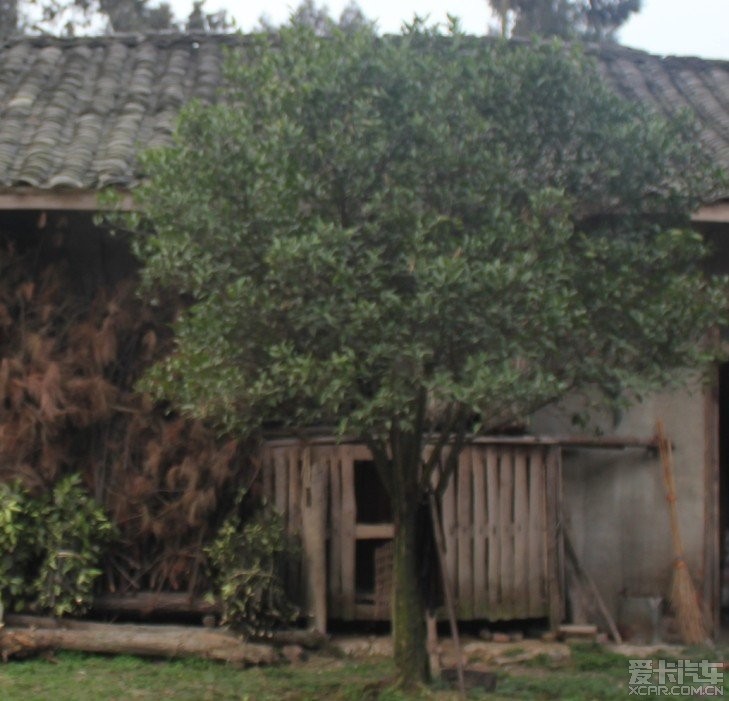 别个砍树我栽树,植树节在家种树_四川汽车论坛