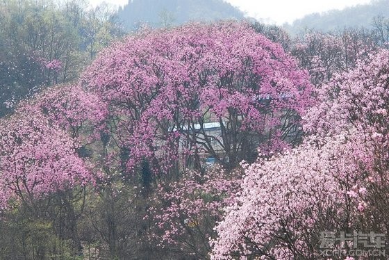 江油吴家后山,辛夷花,难得一见的美景精华