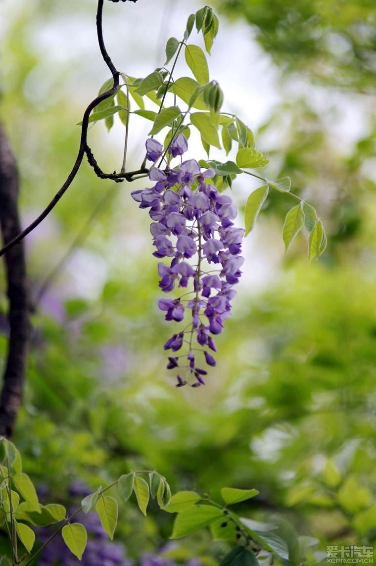紫藤的春天