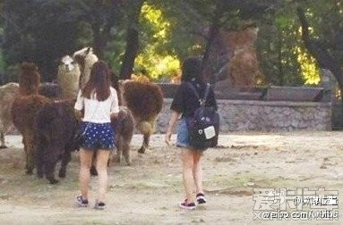 北京动物园日前有2名女子突然翻越围栏,追著【