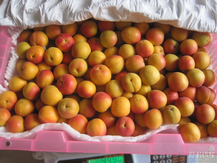 【商】168新疆小红杏+新疆蟠桃,一个甜如蜜,一