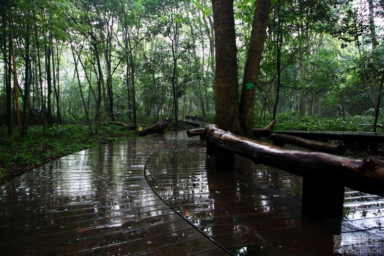 新津朴宝园,遇到下雨了,还是得选稍微凉快的时