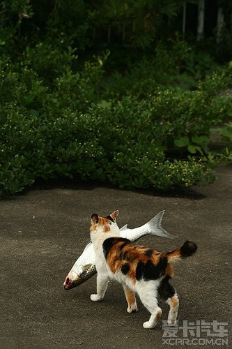 叼着鱼的霸气喵---猫怕水为啥那么爱吃鱼捏?_