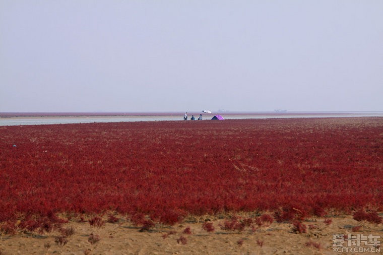 东营海边湿地---红地毯!_东营论坛_山东论坛_X