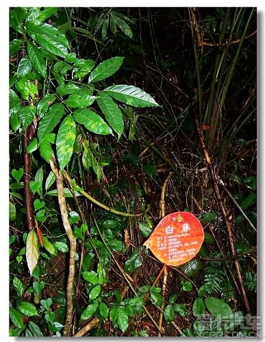 国庆三亚亚偌哒热带雨林公园_海南旅游咨询_