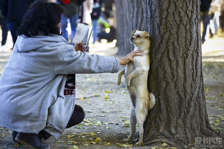 北京,一名女子摁住她的狗,给它拍照。_上海论