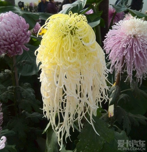 冬日养眼菊花赛(1/17)
