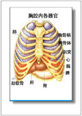 彩图详解男,女人体器官及病理!(29/77)