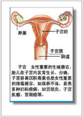 彩图详解男,女人体器官及病理!(14/77)