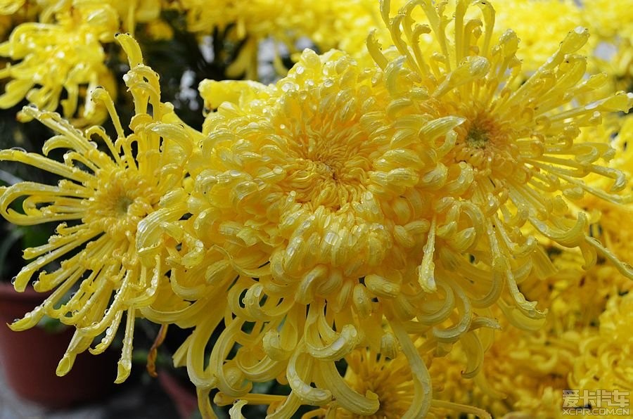 秋雨中的菊花. .