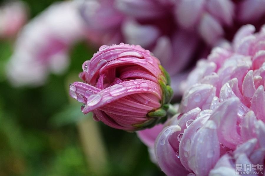 秋雨中的菊花.