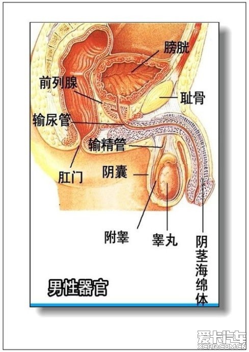 男人,女人体器官及病理(彩图详解)_天津汽车论