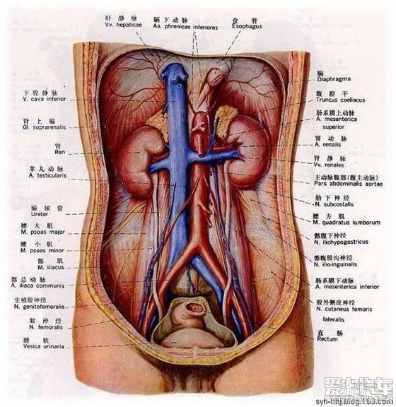 男、女人体器官