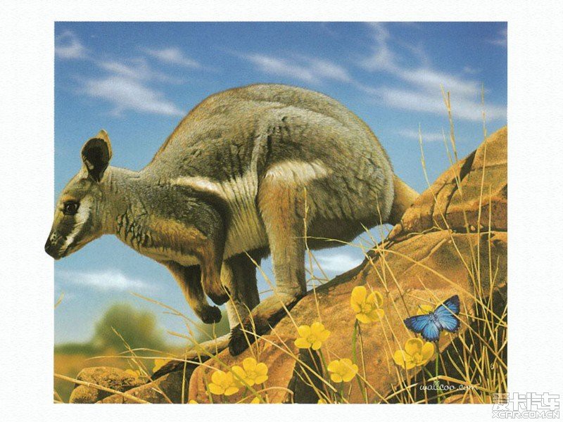 澳洲地理杂志手绘插画_比亚迪L3论坛_比亚迪