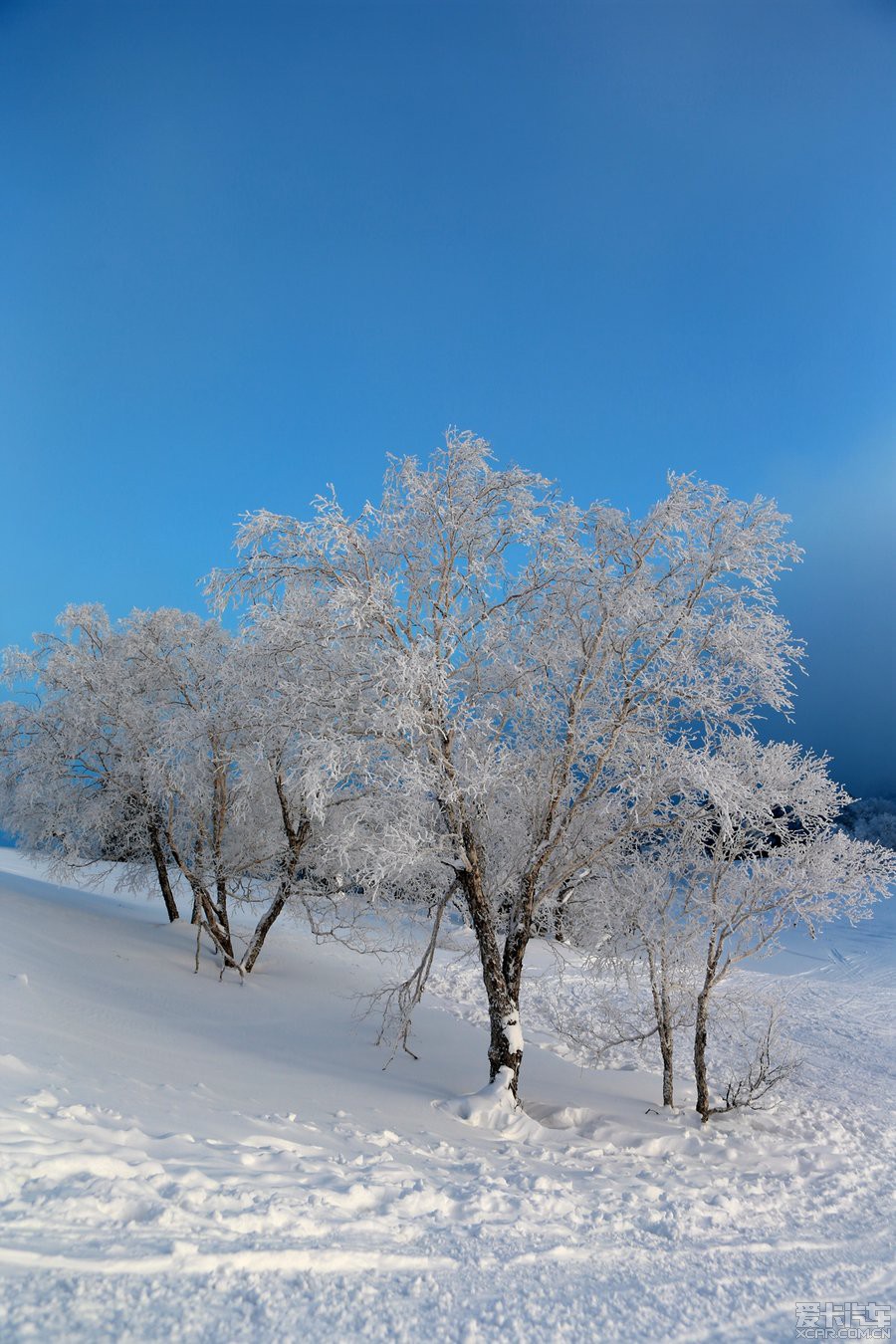 圣诞节老杨去哈尔滨大秃顶山和吉林雾凇岛拍雪