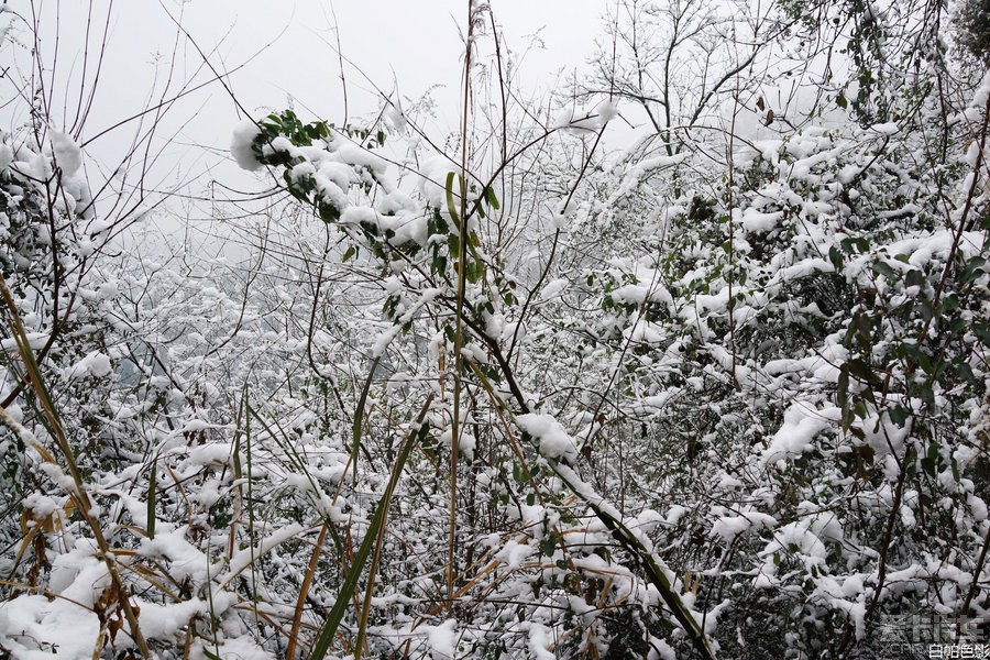 今天成都龙泉大雪,也上几张雪景照片,成都下个