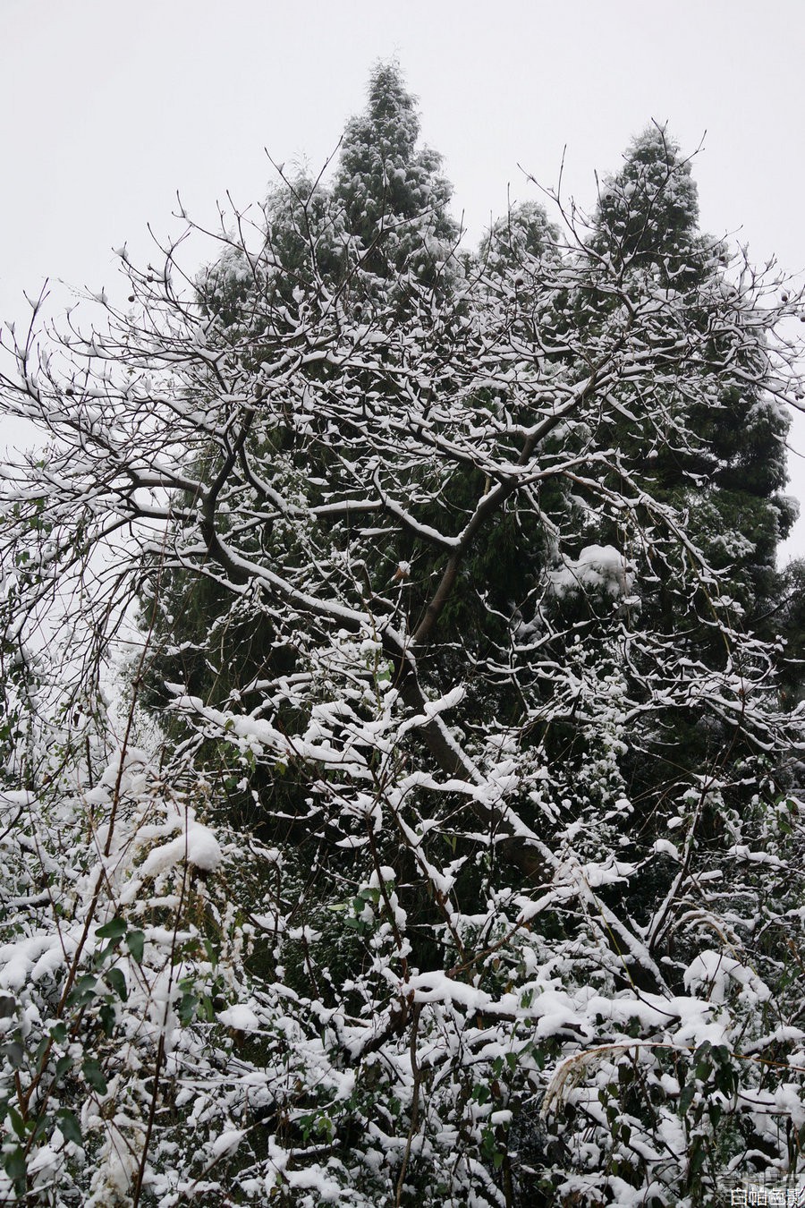 今天成都龙泉大雪,也上几张雪景照片,成都下个