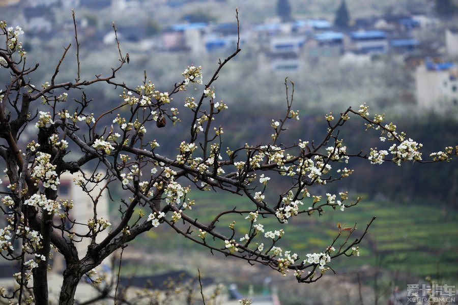 赏汉源九襄梨花正当时.