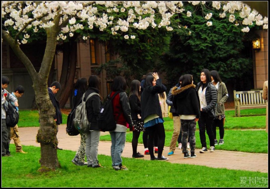 华盛顿大学的樱花开了_乐风论坛_XCAR 爱卡