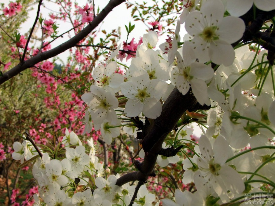 2014九间棚赏梨花桃花