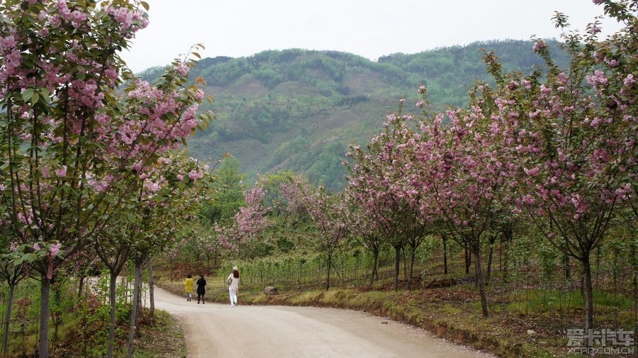 20140411去崇州三郎镇看樱花 - 酷走旅游网