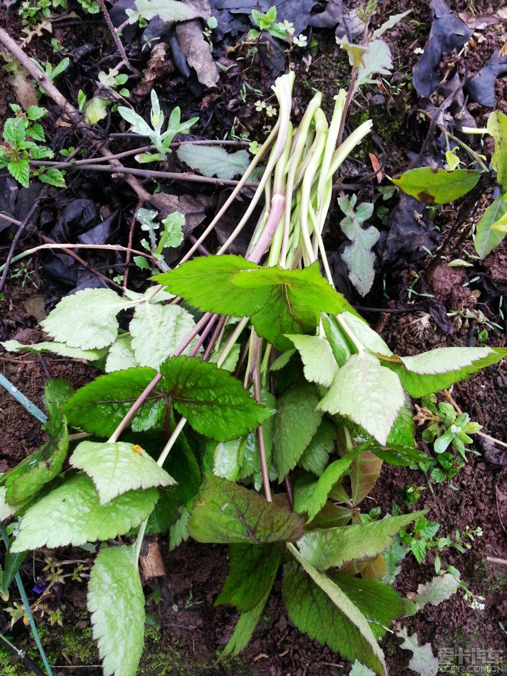 野菜——鹅脚板