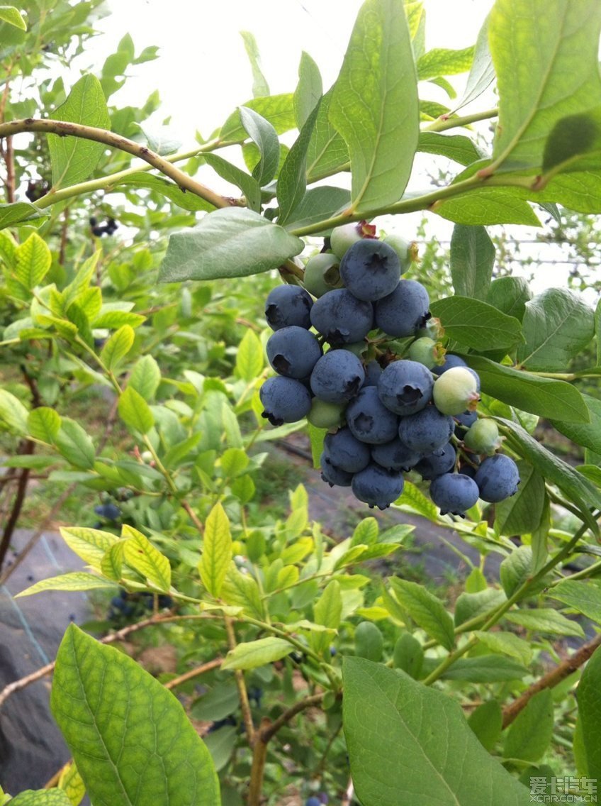 谁见过蓝莓树和花?_深圳汽车论坛_XCAR 爱卡