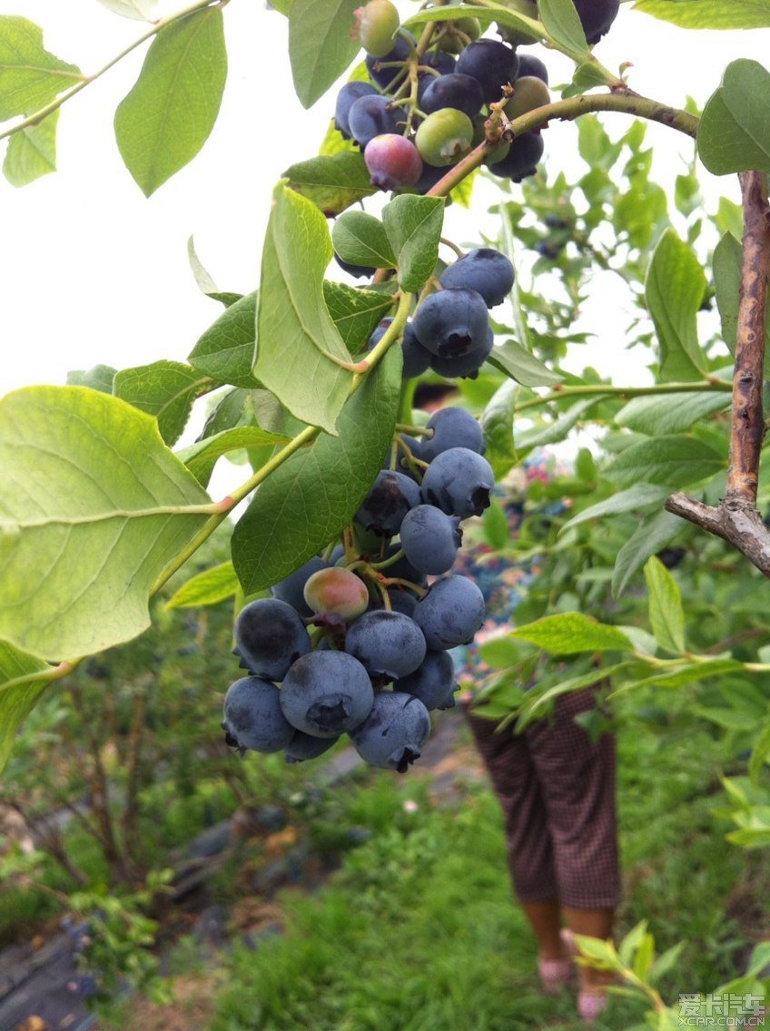 谁见过蓝莓树和花?_深圳汽车论坛_XCAR 爱卡