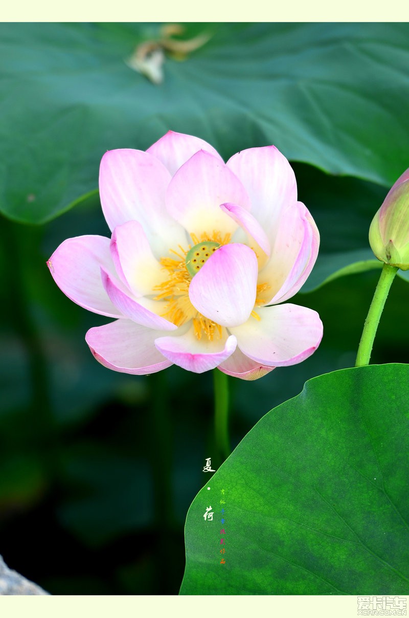 年年岁岁花相似,轻歌妙舞落花前。_甘肃汽车论