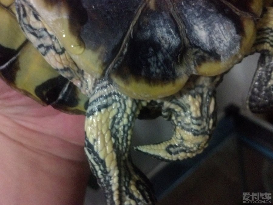 请行家帮忙辨别一下巴西龟的雌雄,谢谢!_山东