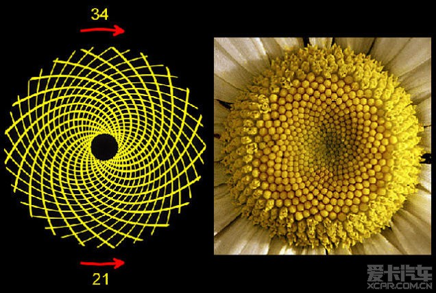 看看自然界的黄金分割斐波那契数列