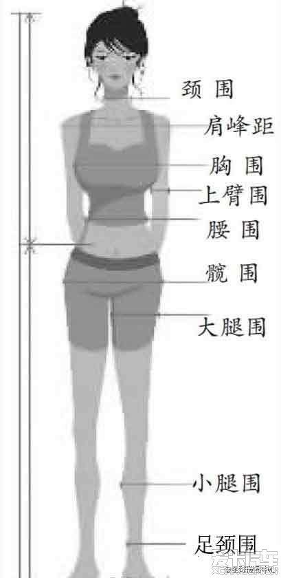 性感女性标准:胸围是身高的一半