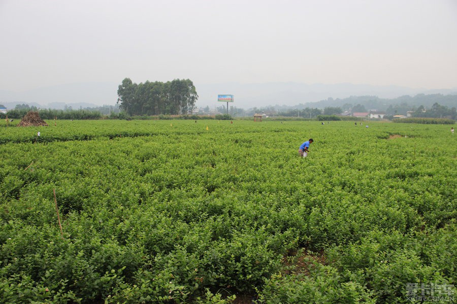 > 周末闲游犍为小火车,清溪茉莉花,罗城船形街(多图)