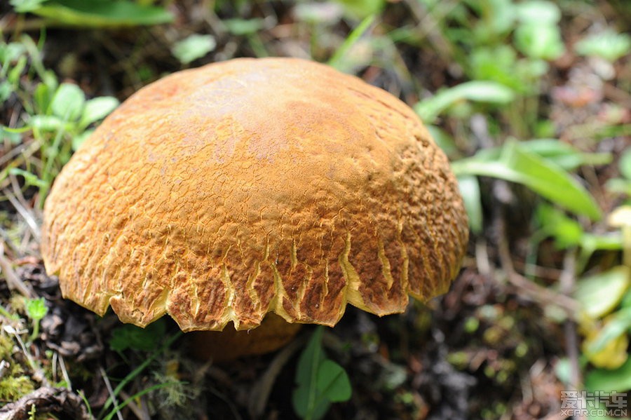 巨无霸的蘑菇---橙香牛肝菌… 查看本楼