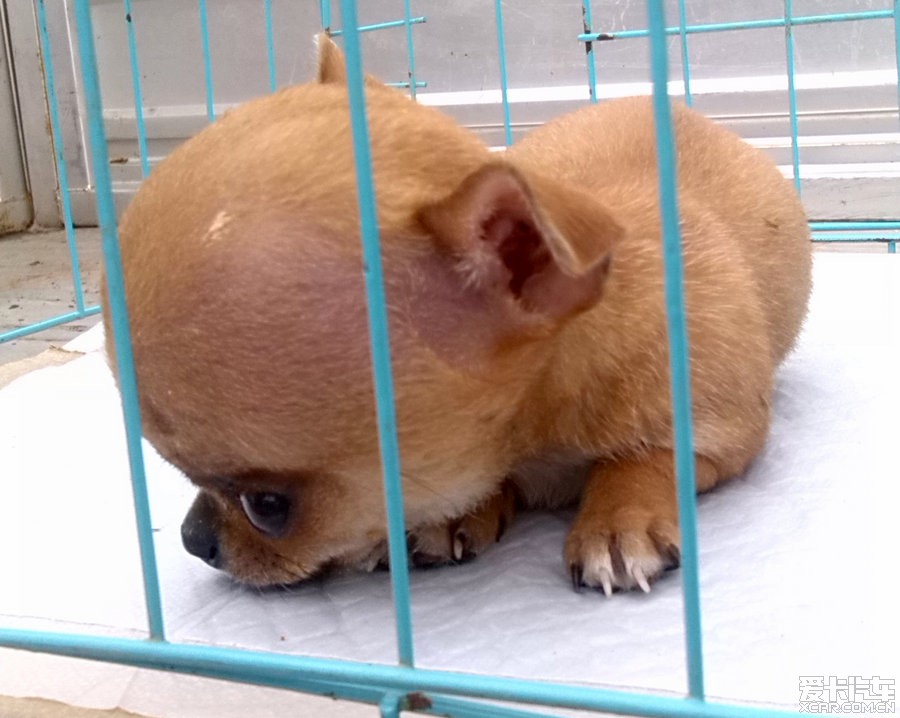 早晨去了趟通州狗市，萌死，猛死。。_北京论坛_XCAR 爱卡汽车俱乐部