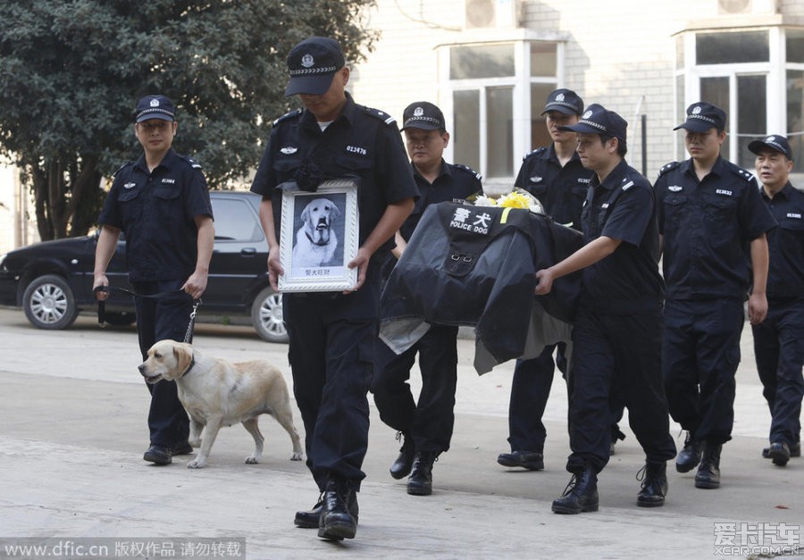 祖国警察也为警犬举行葬礼了!犬名有中国特色