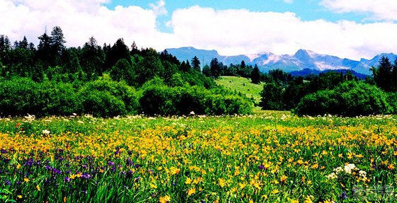 在高山苔原地带,迎风怒放的高山罂粟,牛皮杜鹃和悄然绽绿的高山苔原