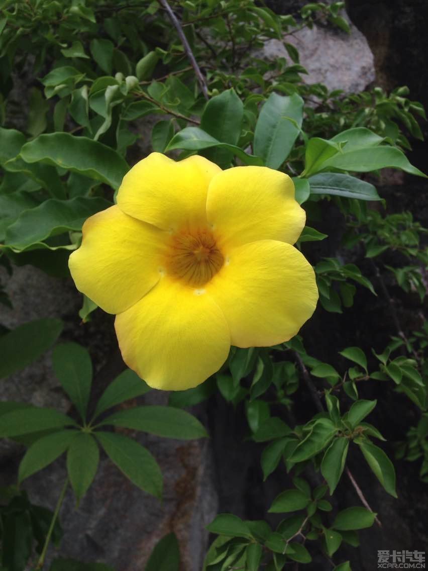 海滨特色的无心花
