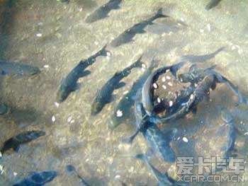 农家凿出神奇鱼泉一遇雷雨涌鱼百斤