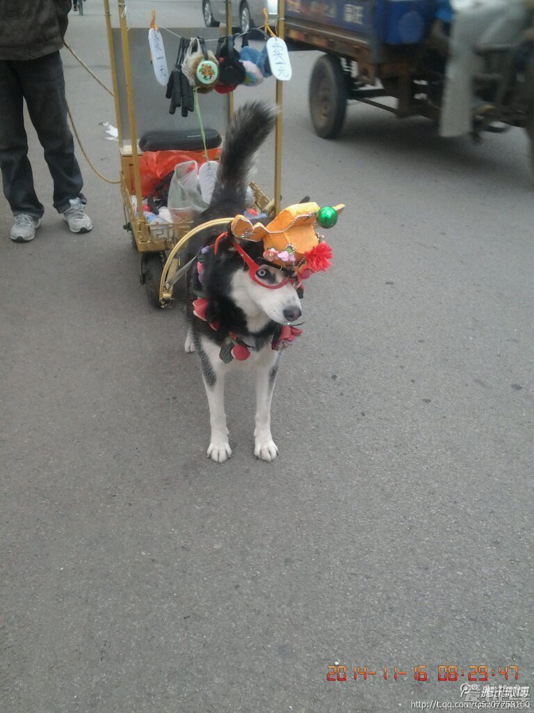 > 狗拉车,人跟着