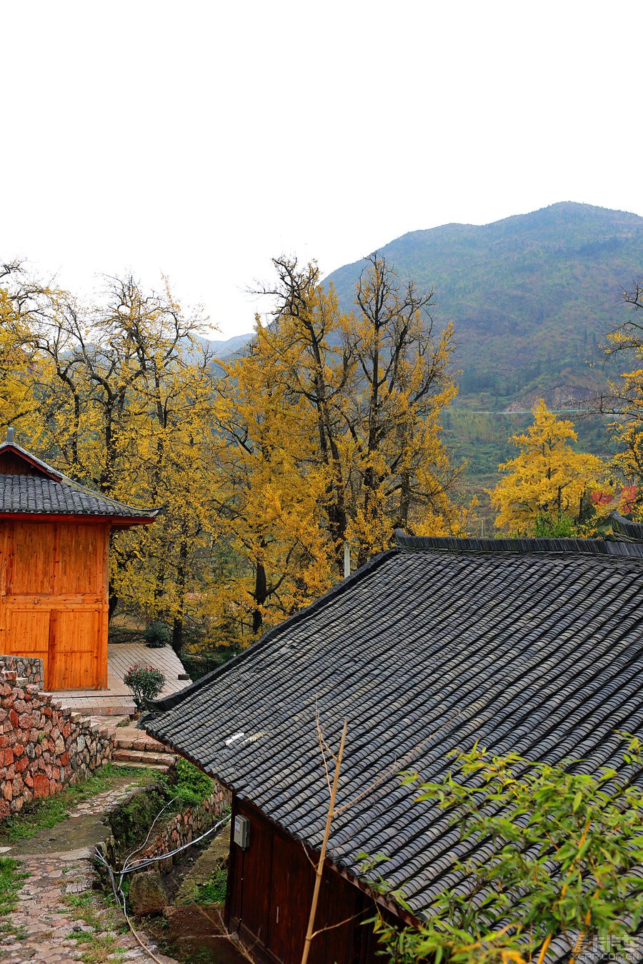 最美的金秋-贵州盘县妥乐村古银杏风景区