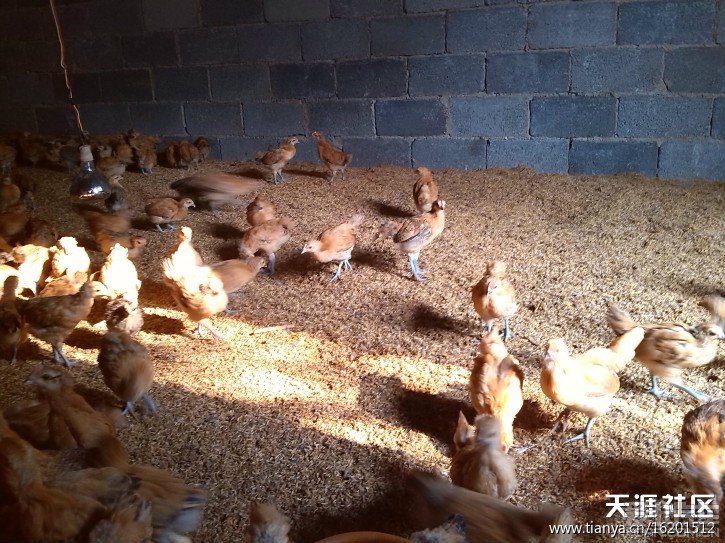 小鸡经过一个月的精心照顾,过了脱温期,长得都很健康,该将它们放